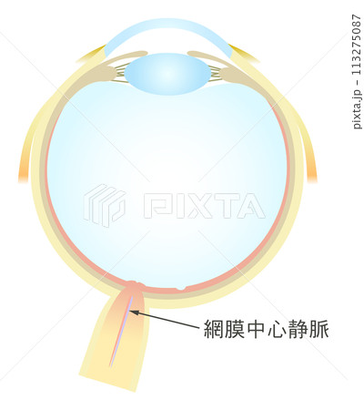 眼の水平断面図 網膜中心静脈 113275087