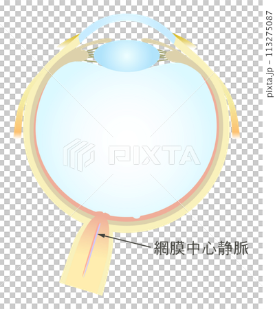 眼の水平断面図 網膜中心静脈 113275087