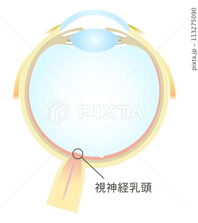 眼の水平断面図 視神経乳頭 眼の水平断面図 視神経乳頭 113275090