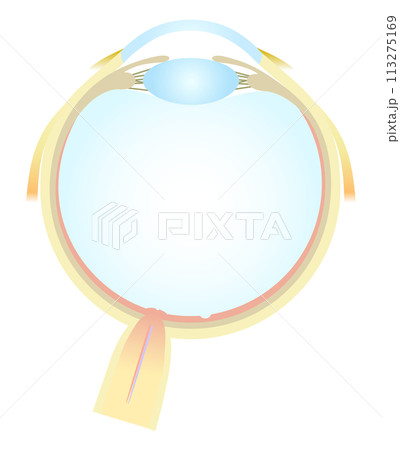 眼の水平断面図 水晶体 前房 113275169