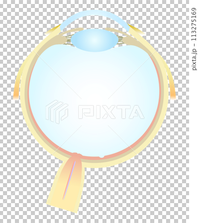 眼の水平断面図 水晶体 前房 113275169