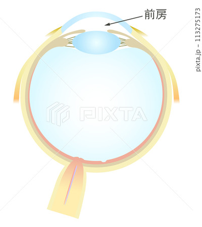 眼の水平断面図 水晶体 前房 113275173