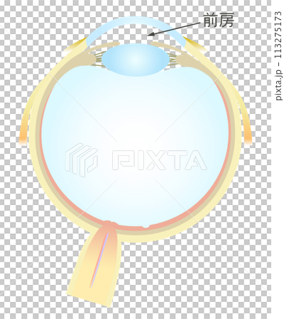 Horizontal section of the eye Lens Anterior chamber 113275173