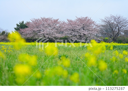 菜の花畑に咲く桜 菜の花畑に咲く桜 113275287