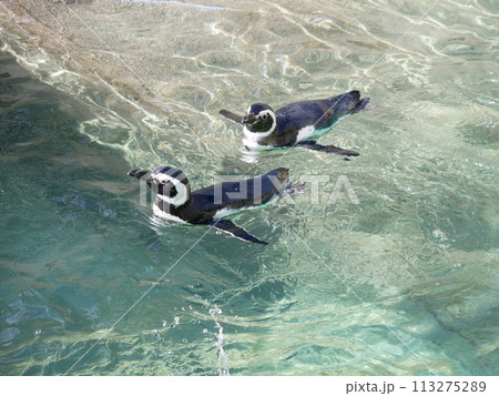 マゼランペンギン 113275289