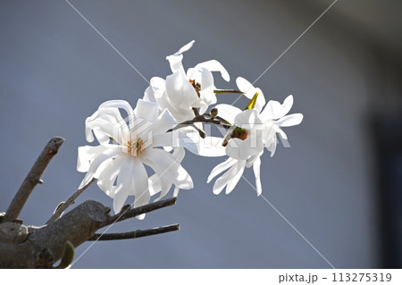 シデコブシ（四手辛夷）の花 113275319