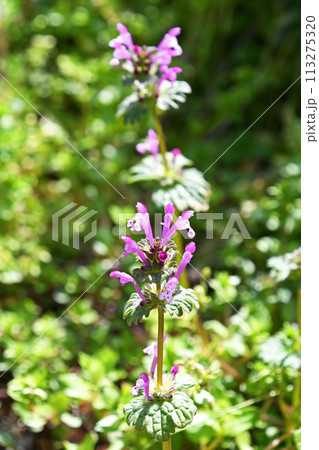 ピンクの小花、ホトケノザ(仏の座) ピンクの小花、ホトケノザ(仏の座) 113275320