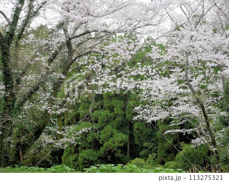 熊本県山鹿市の自然　森と桜 113275321