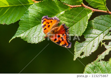 ヒオドシチョウ 113275867