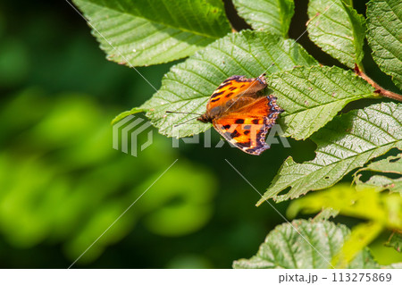 ヒオドシチョウ ヒオドシチョウ 113275869