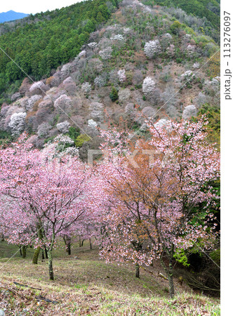 桜咲く南朝吉野山 桜咲く南朝吉野山 113276097