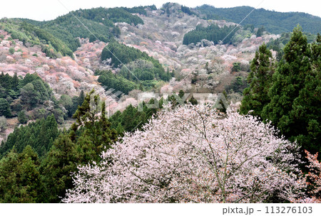 桜咲く南朝吉野山 113276103