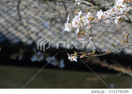 開花した桜　日本の春のイメージ 113276284