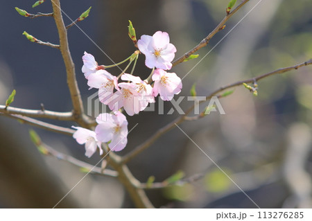 開花した桜　日本の春のイメージ 113276285