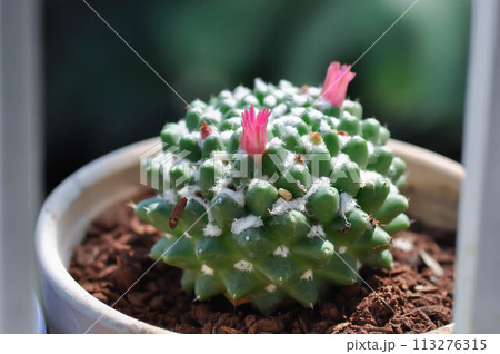 Mammillaria or Mammillaria erusamu f or rebutia minuscula with pink flower or cactus or succulent Mammillaria or Mammillaria erusamu f or rebutia minuscula with pink flower or cactus or succulent 113276315