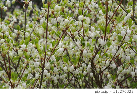 ドウダンツツジの花 ドウダンツツジの花 113276325