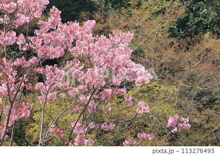 満開の桜 日本の春 満開の桜 日本の春 113276493