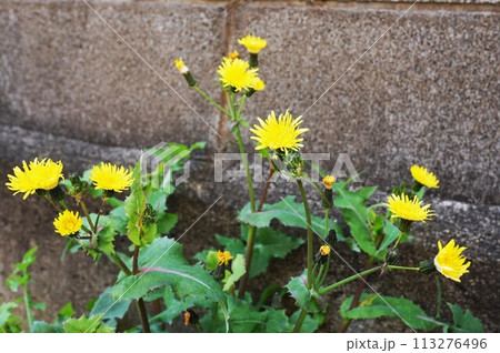 黄色に咲くノゲシの花 113276496