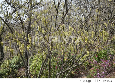 山林に咲くキブシの花 113276503
