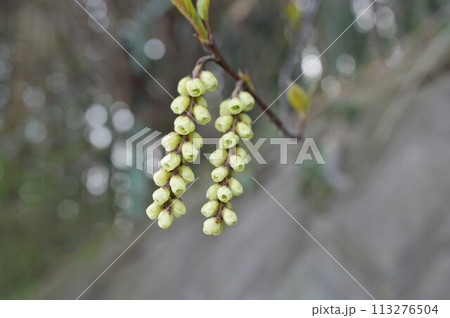 キブシの花のアップ 113276504