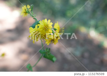 オニタビラコの黄色い花 オニタビラコの黄色い花 113276509