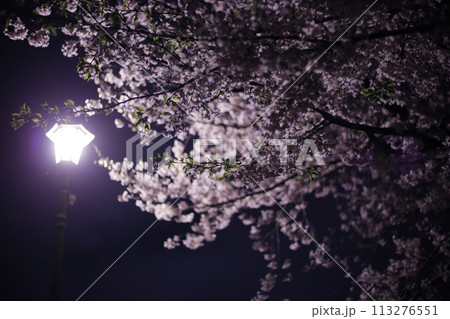 ランタンが写った夜桜 113276551