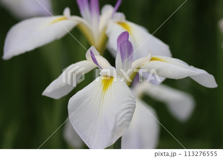 日本独自の発展を遂げた花しょうぶの花ー六 日本独自の発展を遂げた花しょうぶの花ー六 113276555
