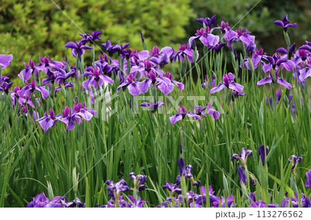 日本独自の発展を遂げた花しょうぶの花ー六 日本独自の発展を遂げた花しょうぶの花ー六 113276562