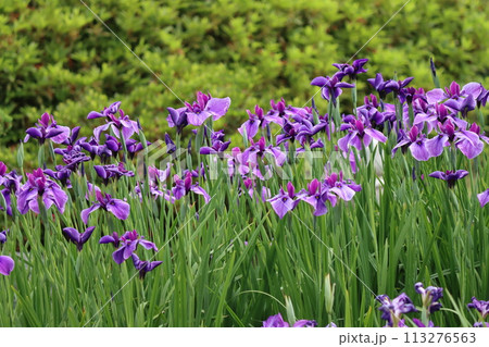日本独自の発展を遂げた花しょうぶの花ー四 日本独自の発展を遂げた花しょうぶの花ー四 113276563