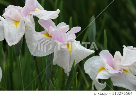 日本独自の発展を遂げた花しょうぶの花ー五 日本独自の発展を遂げた花しょうぶの花ー五 113276564