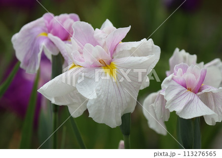 日本独自の発展を遂げた花しょうぶの花ー七 113276565