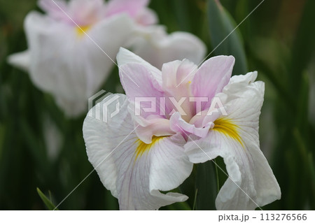 日本独自の発展を遂げた花しょうぶの花ー八 日本独自の発展を遂げた花しょうぶの花ー八 113276566