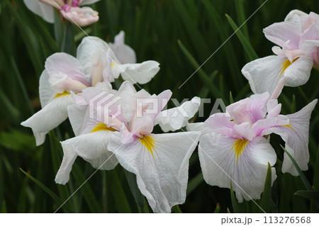 日本独自の発展を遂げた花しょうぶの花ー拾 日本独自の発展を遂げた花しょうぶの花ー拾 113276568