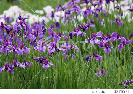絵画の題材にも扱われる日本伝統の花菖蒲ー弐 絵画の題材にも扱われる日本伝統の花菖蒲ー弐 113276571