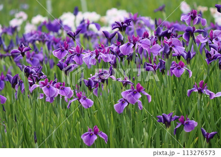 絵画の題材にも扱われる日本伝統の花菖蒲ー四 絵画の題材にも扱われる日本伝統の花菖蒲ー四 113276573
