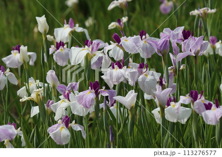 絵画の題材にも扱われる日本伝統の花菖蒲ー八 絵画の題材にも扱われる日本伝統の花菖蒲ー八 113276577