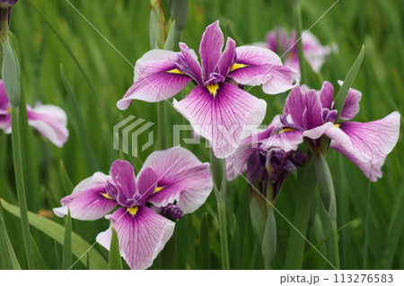 ハナショウブの花は雨の似合う花の代名詞ー壱 113276583