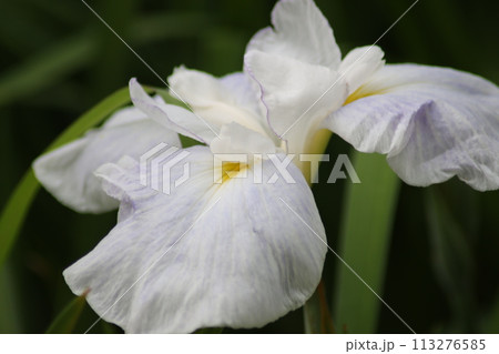 ハナショウブの花は雨の似合う花の代名詞ー弐 ハナショウブの花は雨の似合う花の代名詞ー弐 113276585