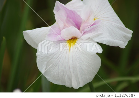 ハナショウブの花は雨の似合う花の代名詞ー参 ハナショウブの花は雨の似合う花の代名詞ー参 113276587