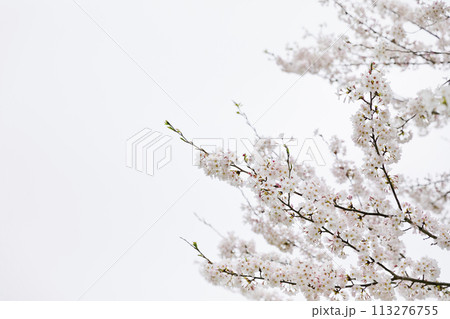 桜 113276755
