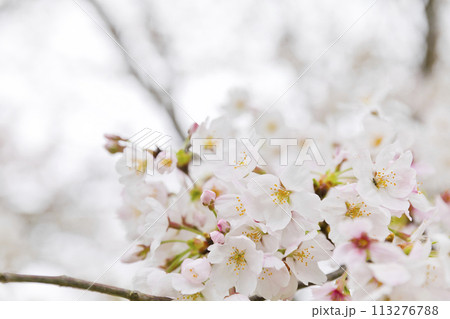 桜 桜 113276788