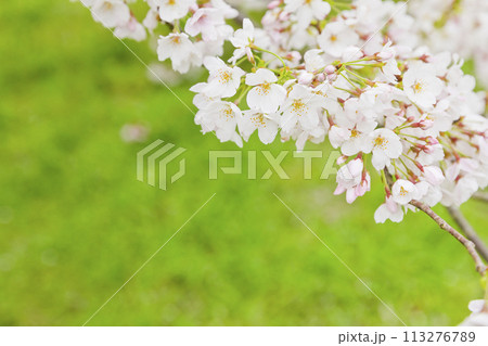桜 桜 113276789