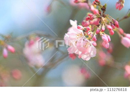 開花した桜 日本の春のイメージ 開花した桜 日本の春のイメージ 113276818