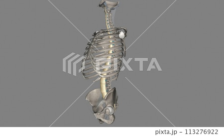 The anterior longitudinal ligament is a ligament that extends across the anterior ventral aspect of the vertebral bodies 113276922