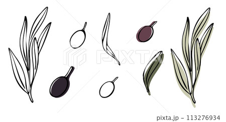 Vector olive tree branch with leaves and olives fruit. Hand painted outline floral illustration with color background for logo, package design, greetings, wallpapers, print, fabric 113276934