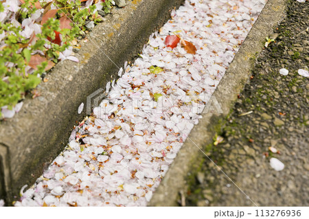 花びら 113276936