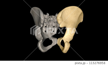 The hip bone is comprised of the three parts; the ilium, pubis and ischium The hip bone is comprised of the three parts; the ilium, pubis and ischium 113276958