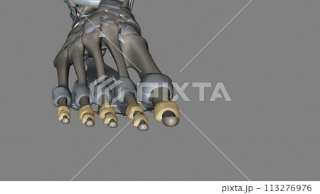 The interphalangeal joints of the foot are between the phalanx bones of the toes in the feet The interphalangeal joints of the foot are between the phalanx bones of the toes in the feet 113276976