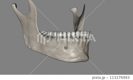 The mandible is the largest and strongest bone of the human skull 113276983