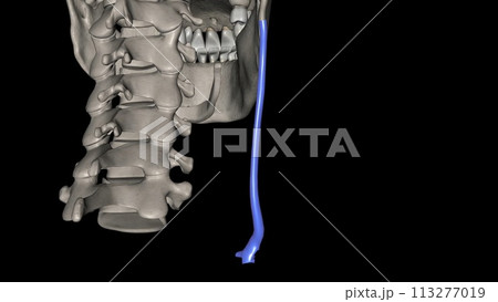 The external jugular is a large vein used in prehospital medicine for venous access 113277019
